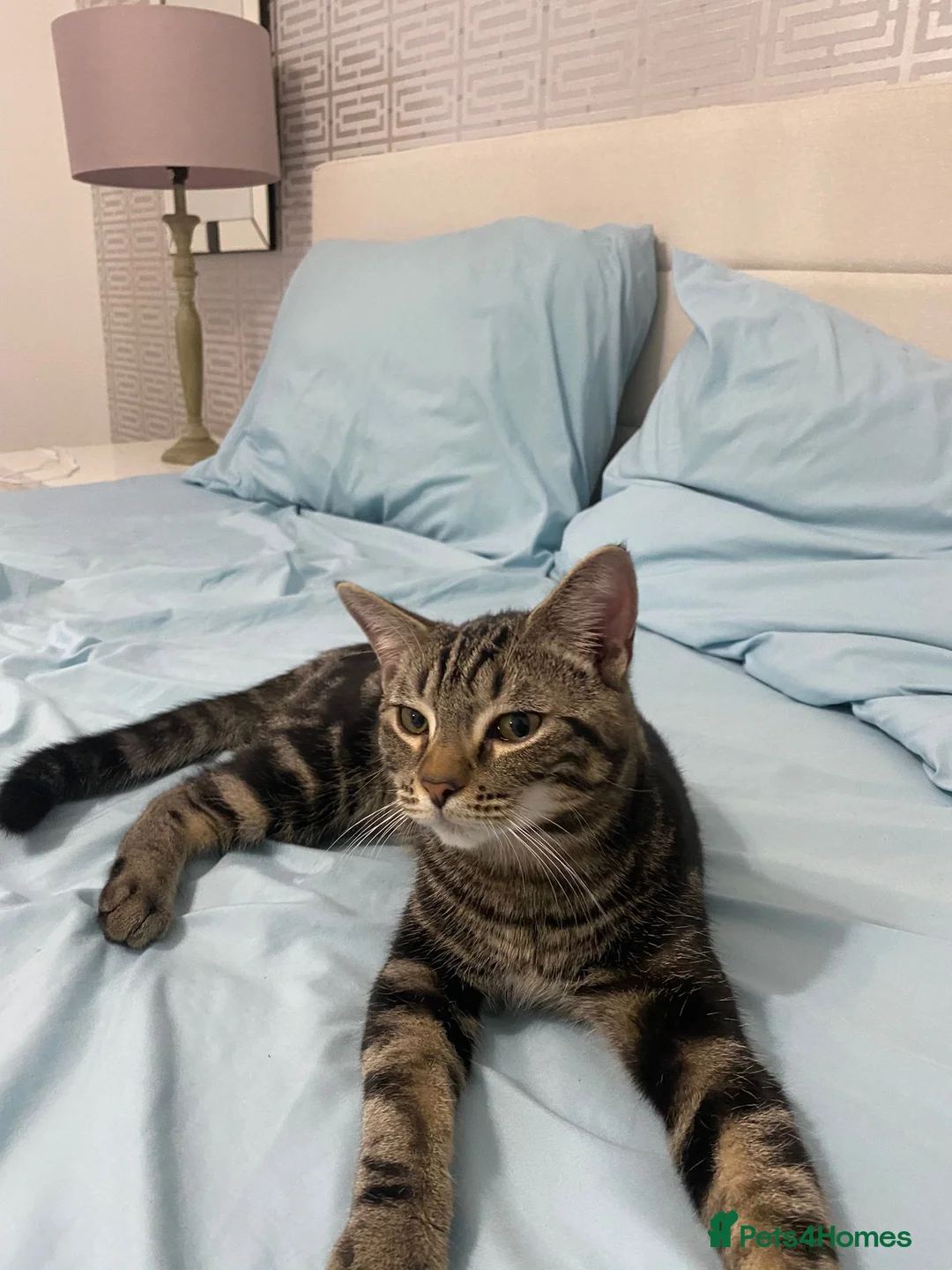 British Shorthair cats for sale: Kittens of 6 months NEED GONE URGENTLY  - Advert 10