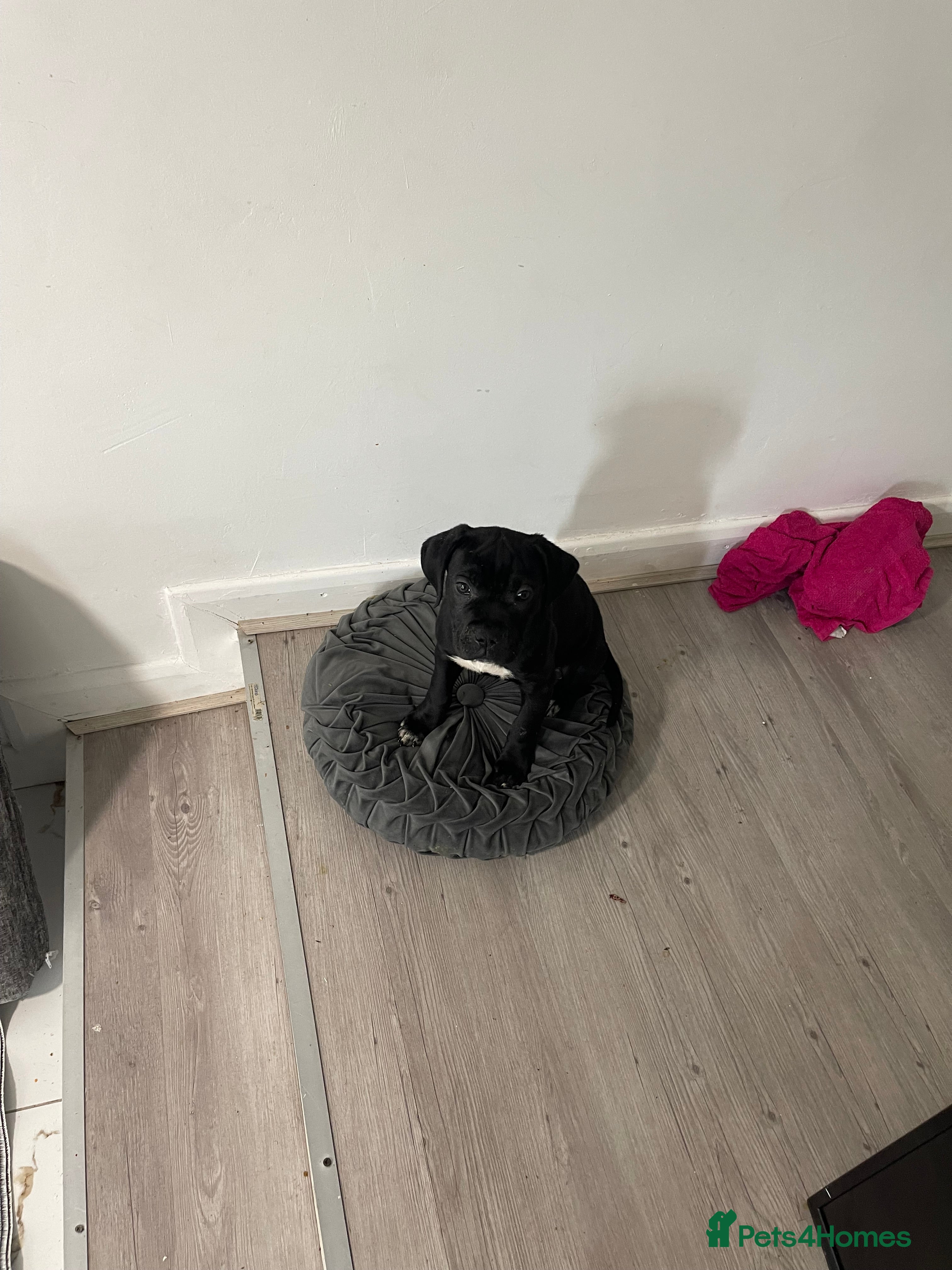 Mixed Breed dogs Cane Corso x Bullmastiff Puppies 8wks - Advert 2