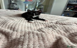 Mixed Breed cats for sale: Kittens for sale  - Image 4