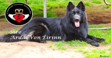 German Shepherd dogs - Advert 14
