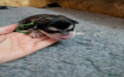 Alaskan Malamute dogs for sale: KC Alaskan malamute puppies champion lines - Image 32