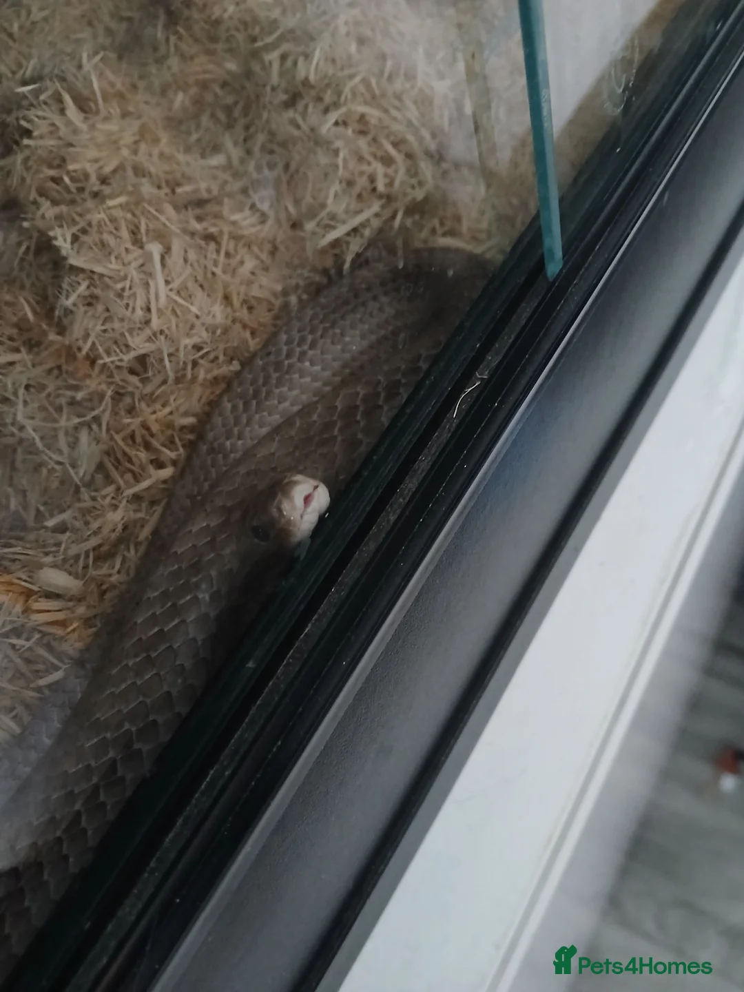 Corn Snake reptiles for sale: Snake corn long grey with enclosure  - Advert 2