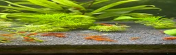 Shrimps fish for sale: Red, Orange and Blue shrimp for sale.  - Advert 3