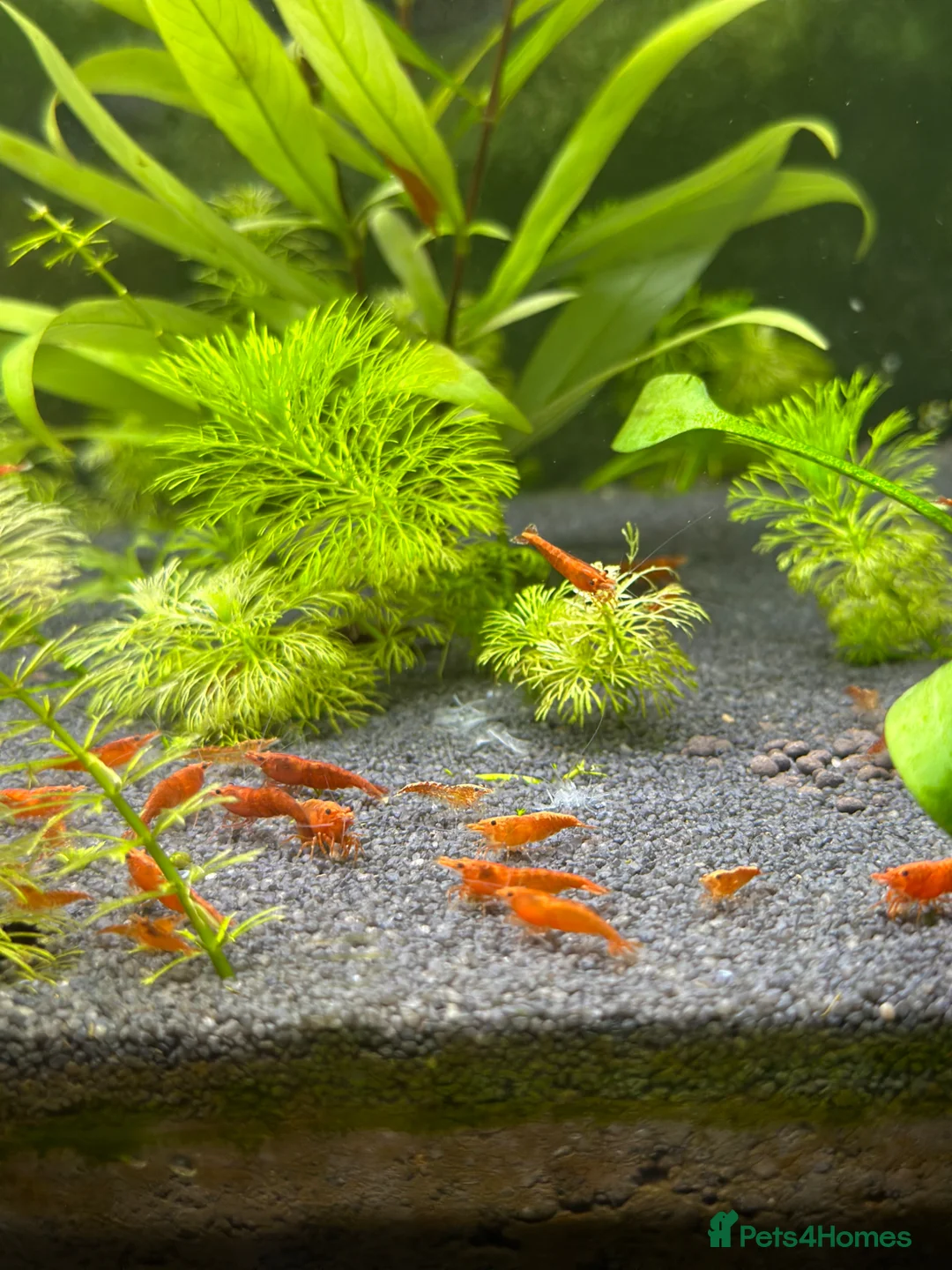 Shrimps fish for sale: Red, Orange and Blue shrimp for sale. £2.50 each   - Advert 7