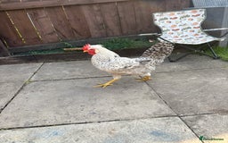 Chickens poultry for sale: 1 cream legbar and 1 cuckoo maran - Image 2