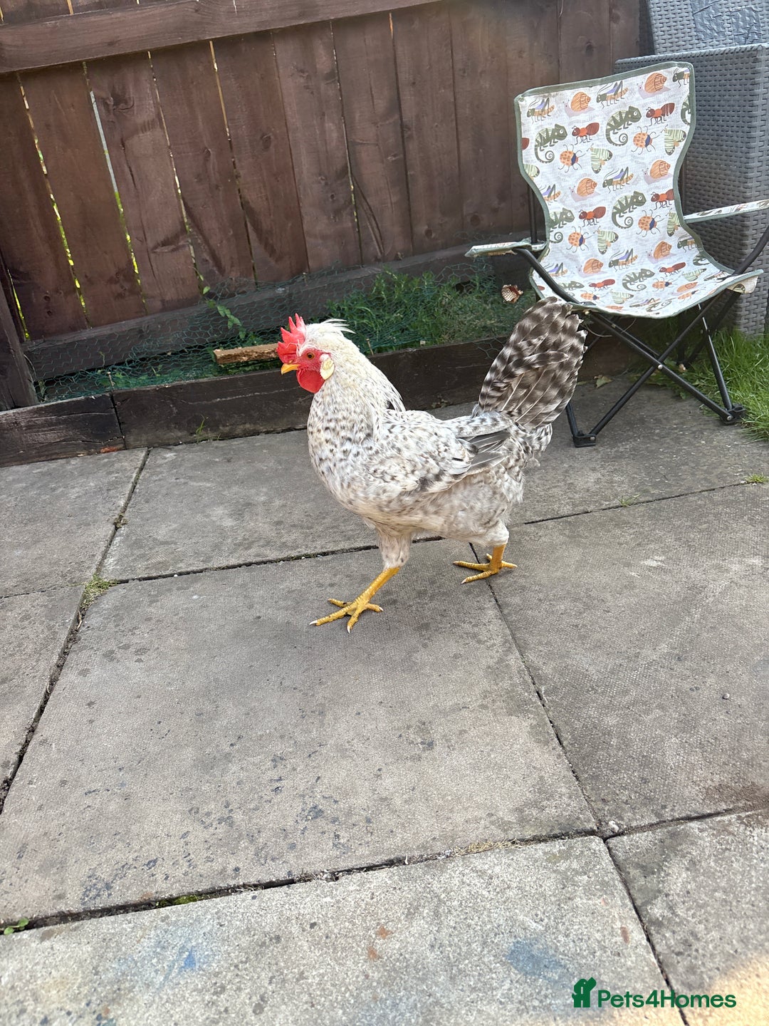Chickens poultry for sale: 1 cream legbar and 1 cuckoo maran - Image 2