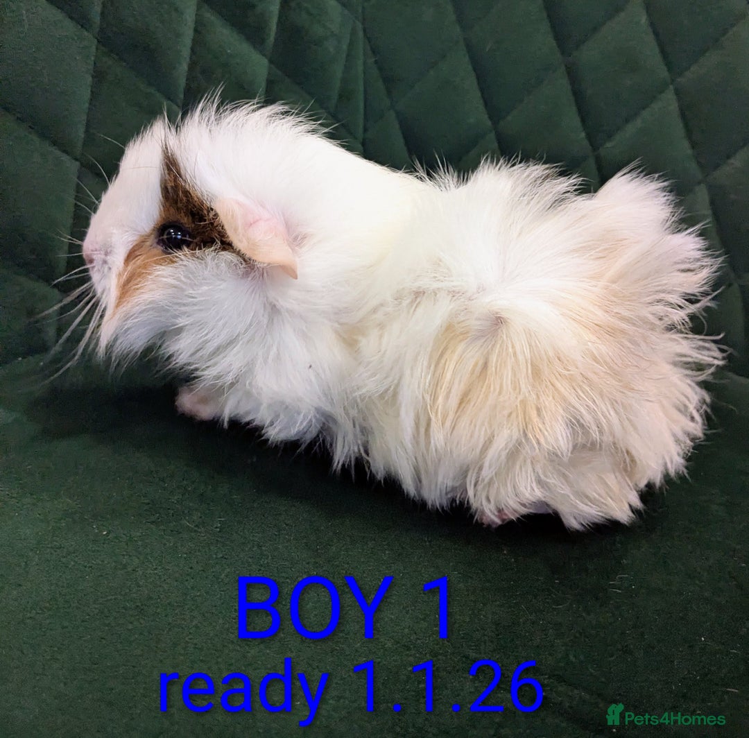 Guinea Pig rodents for sale: GUINEA PIGS ROR SALE - Advert 1
