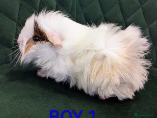 Guinea Pig rodents GUINEA PIGS ROR SALE - Advert 1
