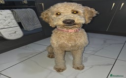 Goldendoodle dogs for sale: F1bb Goldendoodle Girl 'Honey' - Image 1