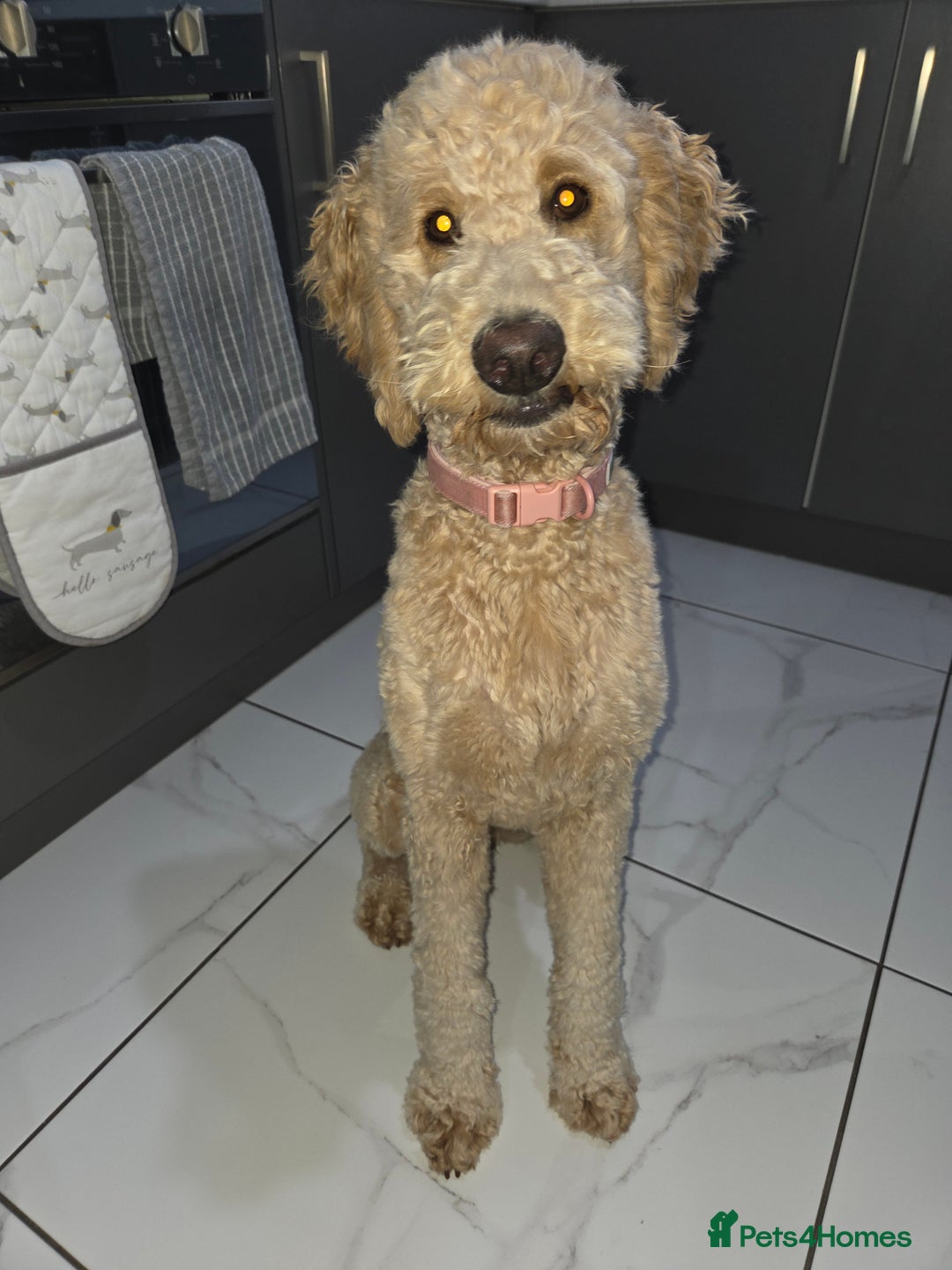 Goldendoodle dogs for sale: F1bb Goldendoodle Girl 'Honey' - Image 1