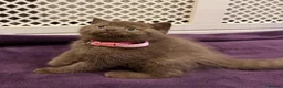 British Shorthair cats for sale: Chunky British shorthair kitten  - Advert 5