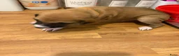 Mixed Breed dogs for sale: Lurcher x saluki puppies in Salisbury - Advert 10