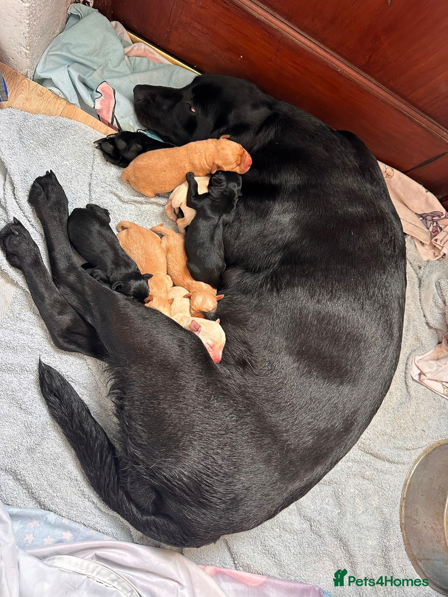 Labrador Retriever dogs Pedigree Working Labrador pups - Advert 2