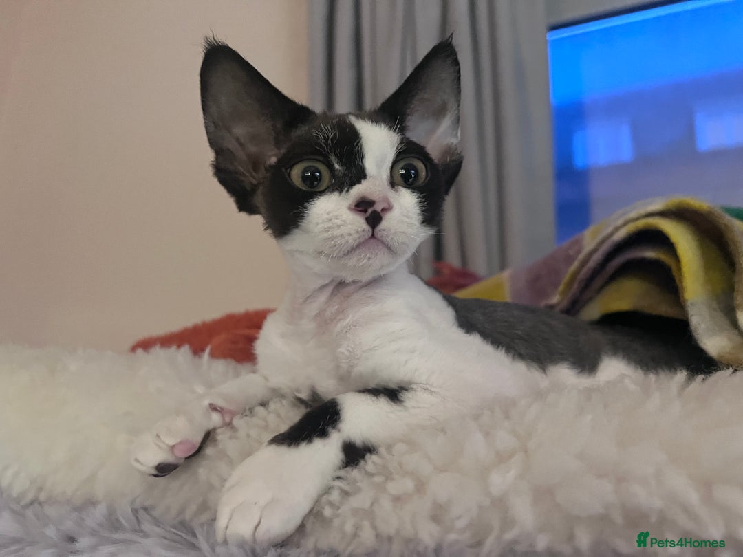 Devon Rex cats for sale: ❤️❤️❤️Beautiful Devon Rex kittens! ❤️❤️ - Advert 11