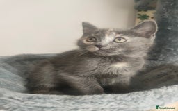 Ragdoll cats for sale: Beautifully half ragdoll kittens  - Image 7