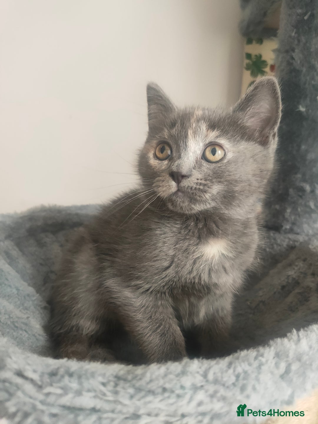 Ragdoll cats for sale: Beautifully half ragdoll kittens  - Image 7