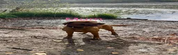 Labrador Retriever dogs for sale: Labrador Retriever puppies  - Advert 4