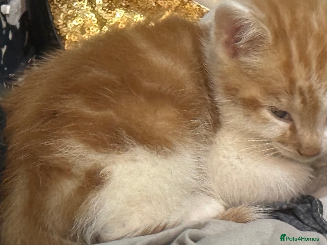 Mixed Breed cats for sale: Kittens - Advert 4