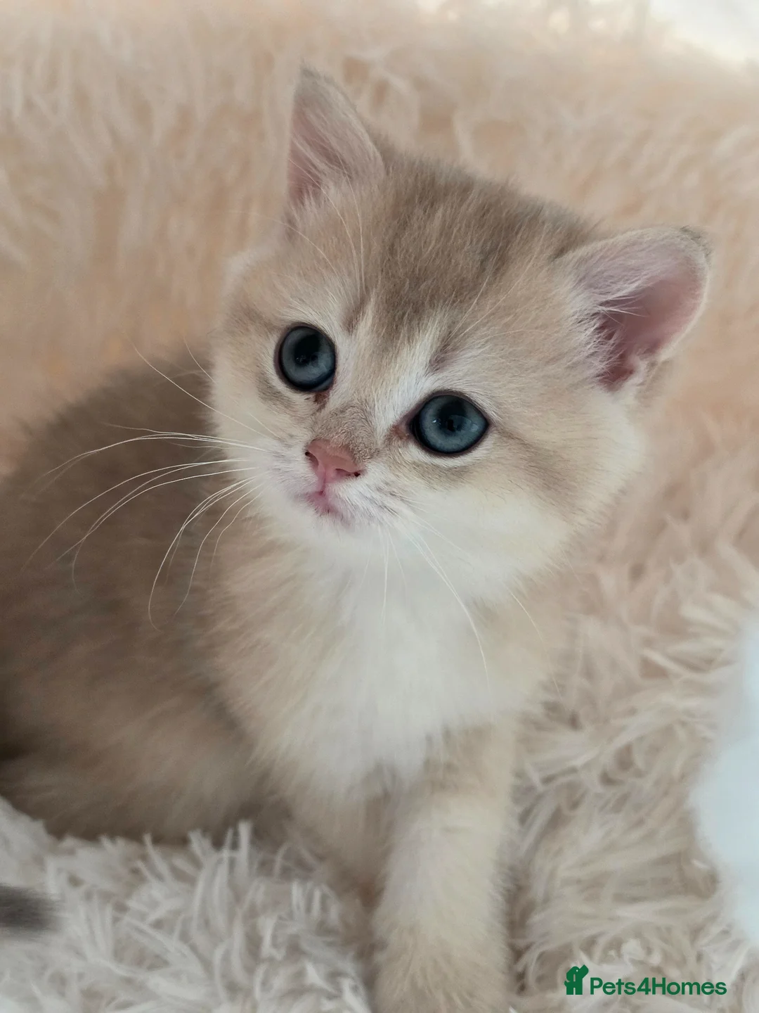 British Shorthair cats for sale: British shorthair lonhsir kittens - Advert 1