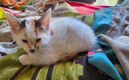 British Shorthair cats for sale: 3 Beautiful marked female kittens  - Advert 9