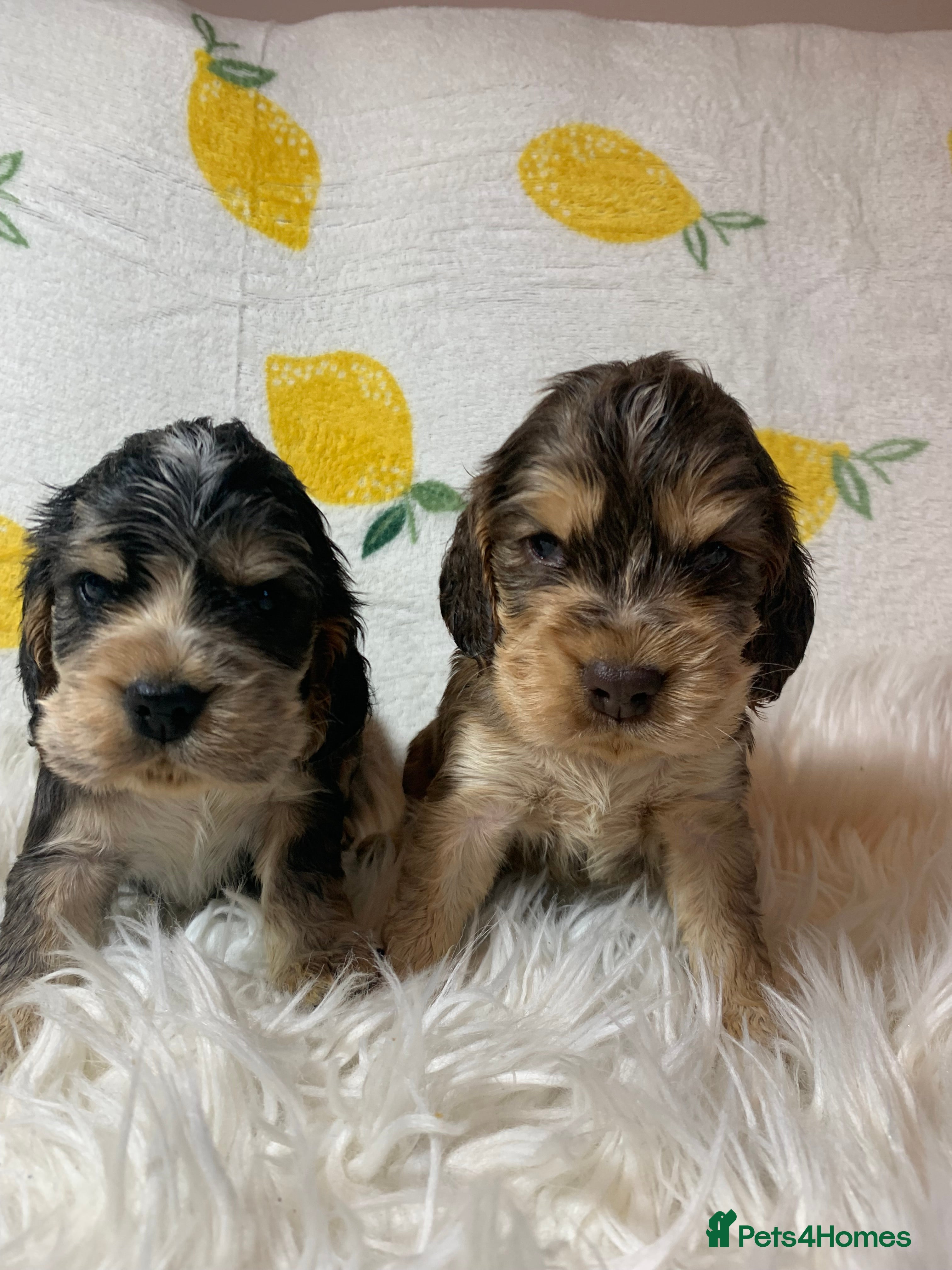 Cocker Spaniel dogs Show type cocker spaniel puppy’s PRA Clear  - Advert 9