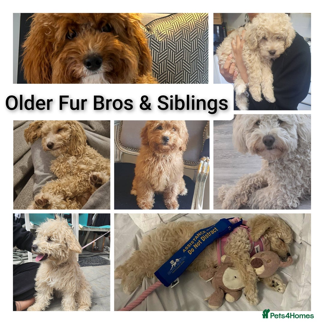 Mini Goldendoodle dogs for sale: Toy Golden Doodles ~ Mini, Loving & Hypoallergenic - Image 11