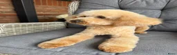 Toy Poodle dogs for sale: Lolla in Corby - Advert 1