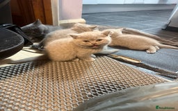 British Shorthair cats for sale: Lilac British shorthairs champion lines  - Image 8