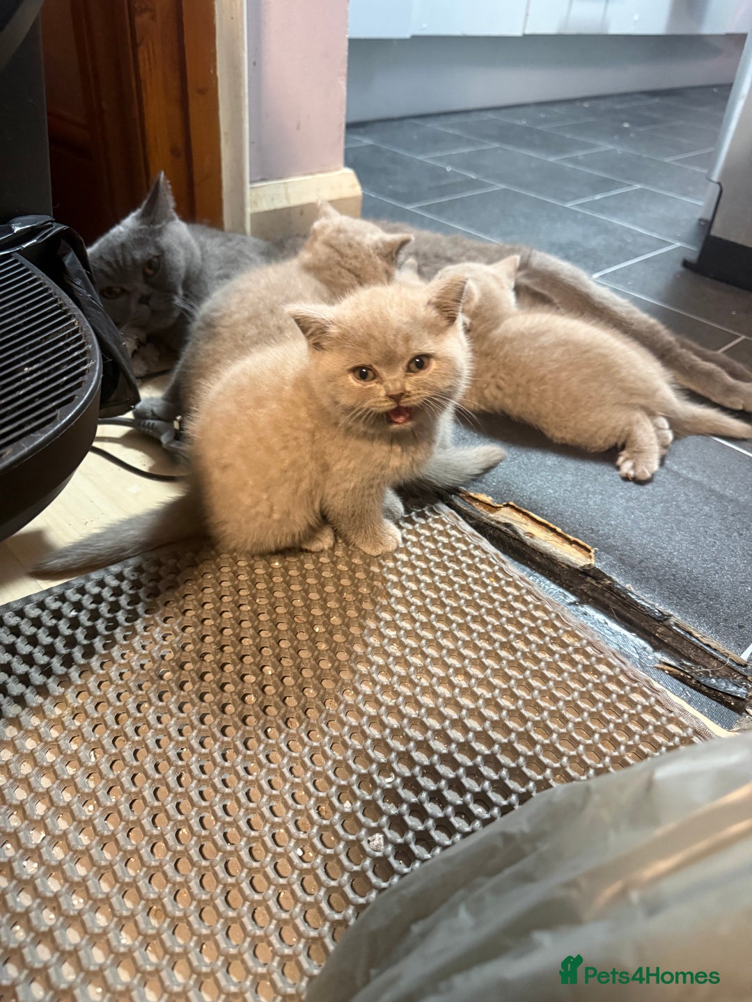 British Shorthair cats for sale: Lilac British shorthairs champion lines  - Image 8