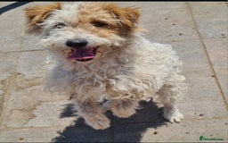 Mixed Breed dogs for adoption: Polly Pocket 8kg small breed - Image 2