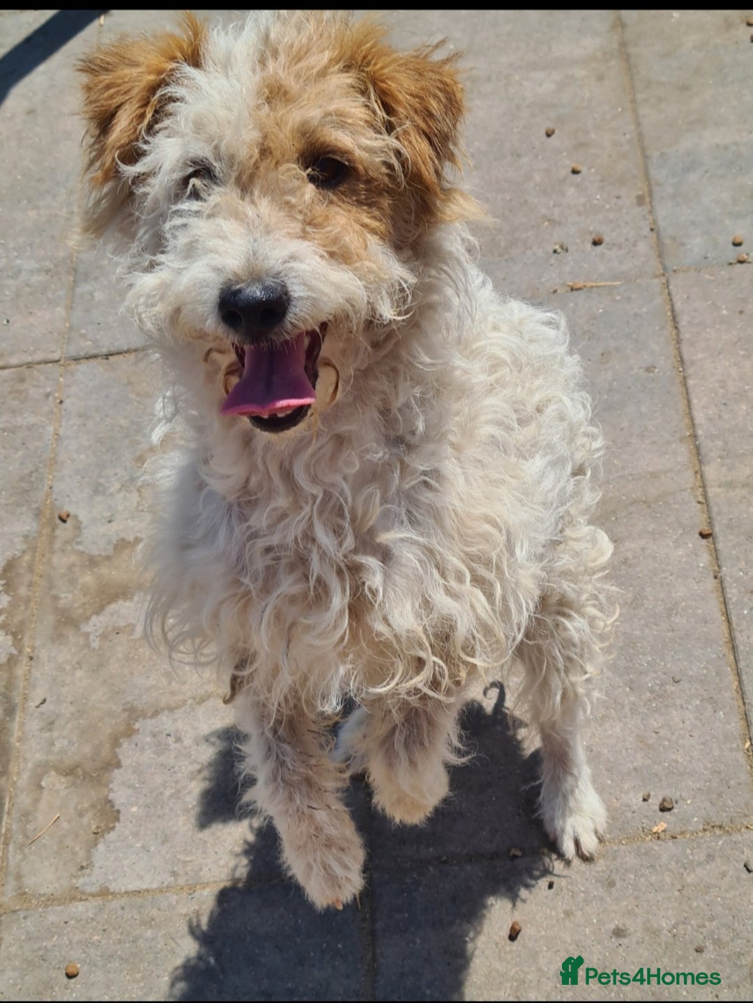 Mixed Breed dogs for adoption: Polly Pocket 8kg small breed - Image 2