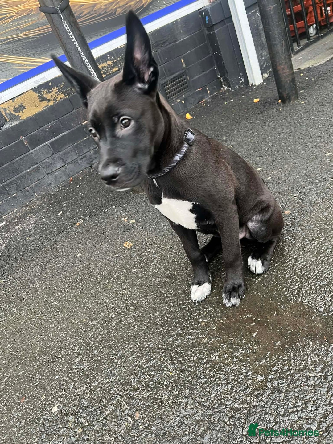 Mixed Breed dogs for sale: cane corso mix german shepard american akita - Advert 2