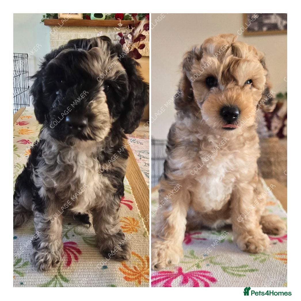 Miniature Poodle dogs Available Thursday mini poodles £1250. - Advert 12