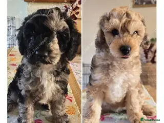 Miniature Poodle dogs Available Thursday mini poodles £1250. - Advert 12