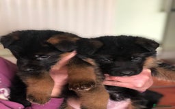 German Shepherd dogs for sale: West German German Shepherd stud dog for sale - Image 16