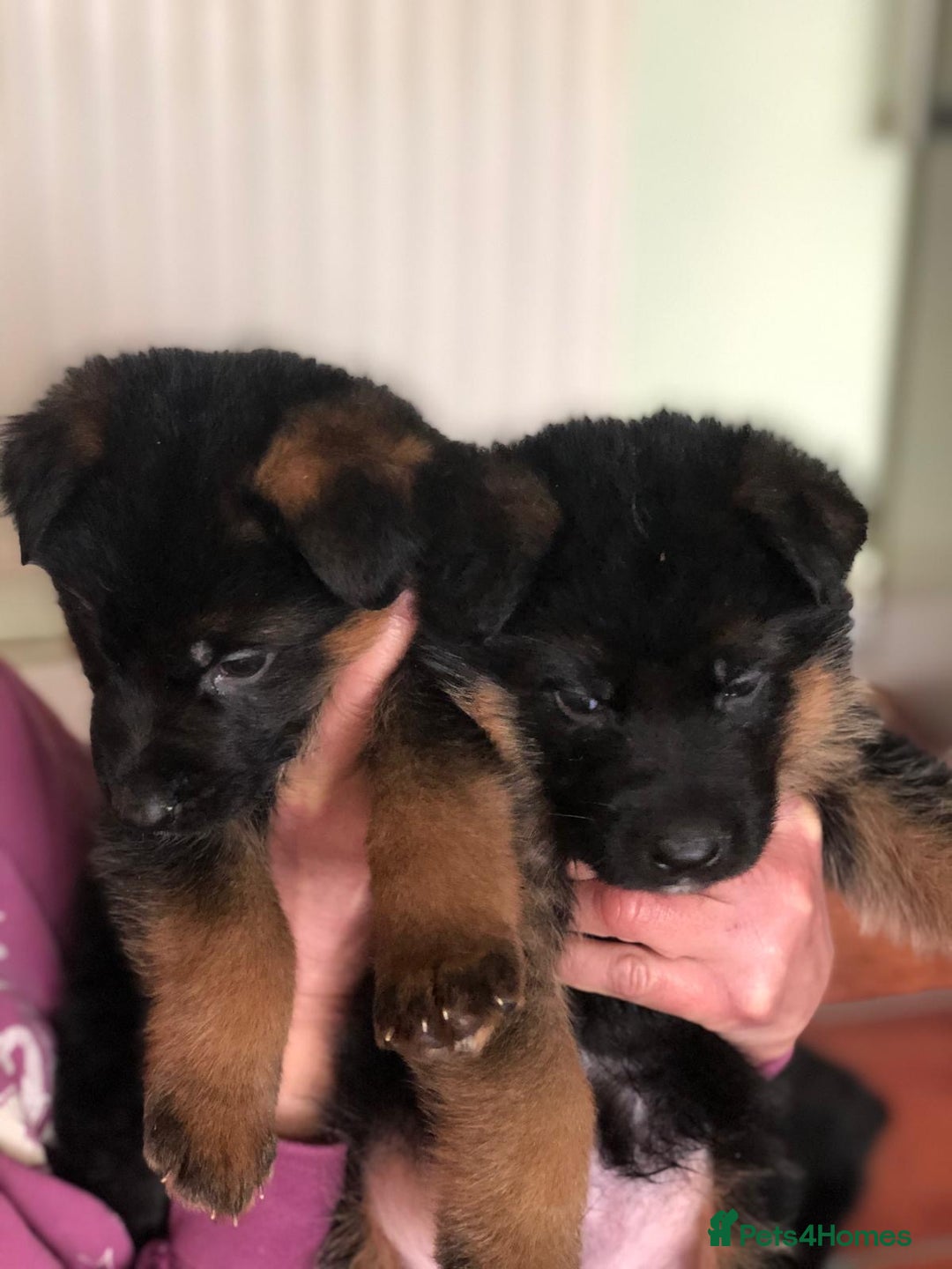 German Shepherd dogs for sale: West German German Shepherd stud dog for sale - Image 16
