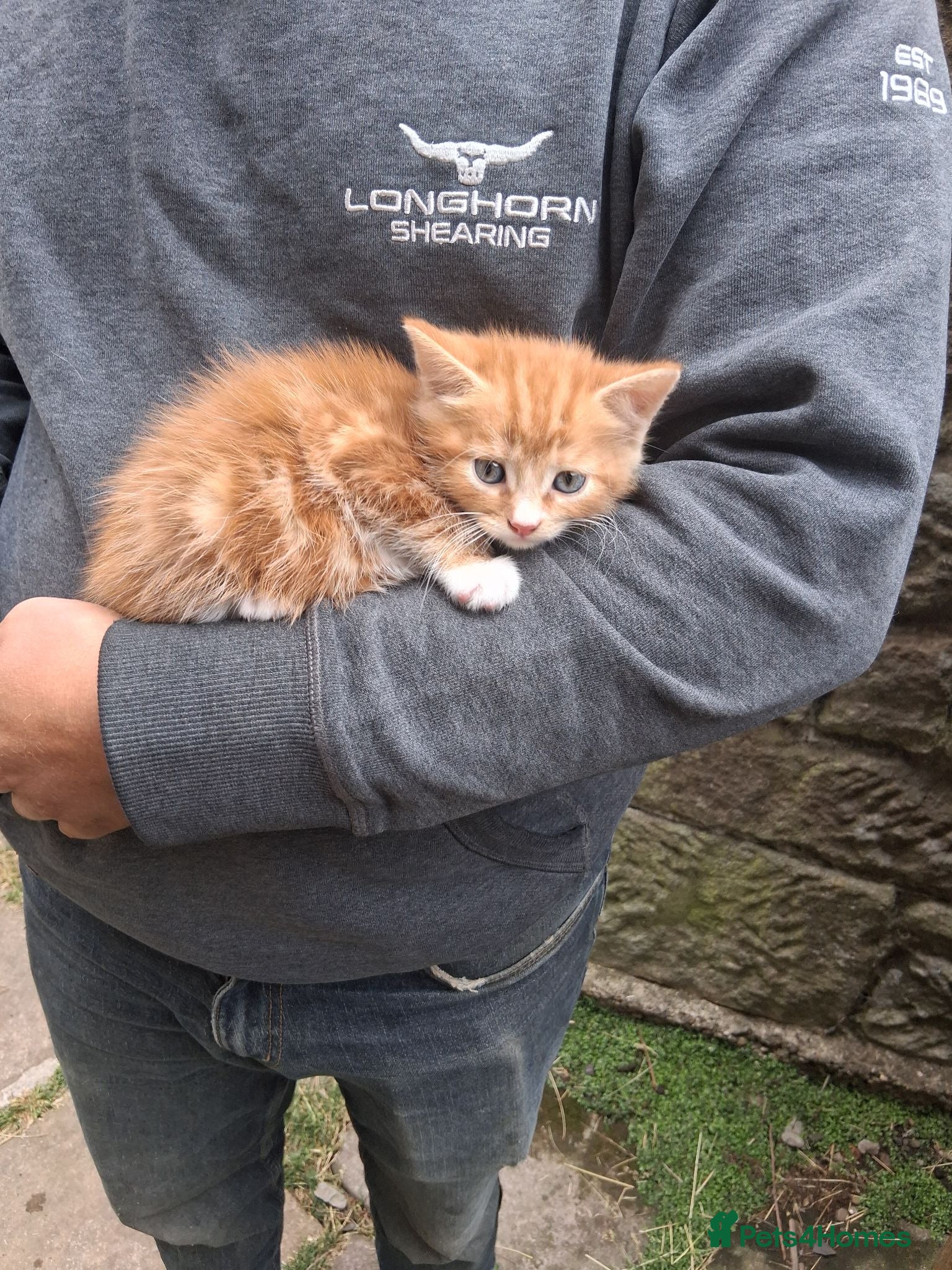 Mixed Breed cats Various kittens available  - Advert 4