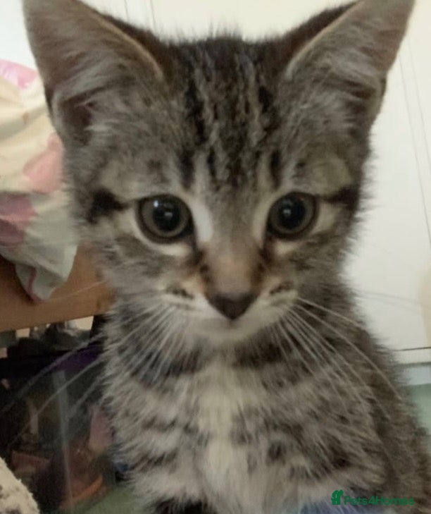 Mixed Breed cats Tabby kitten - Advert 5