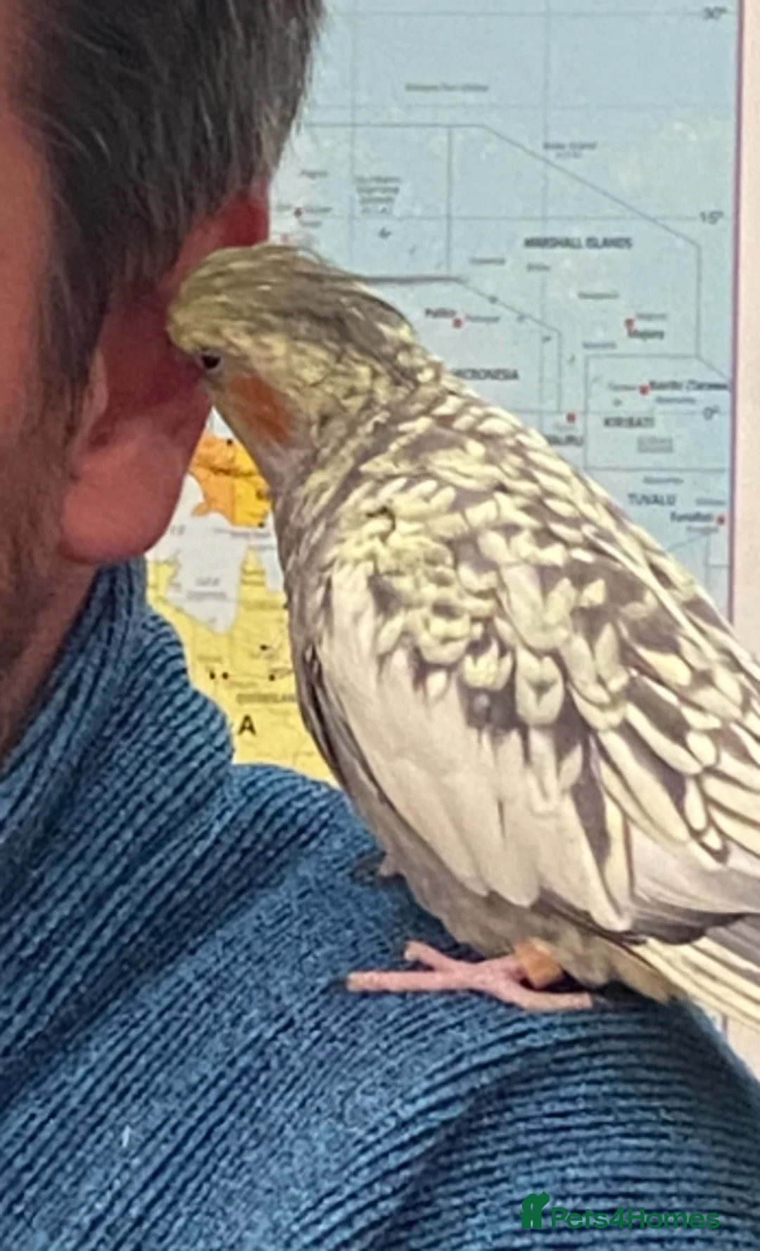 Cockatiels birds for sale: Latino cockatiel and grey Pearl cockatiel - Advert 5