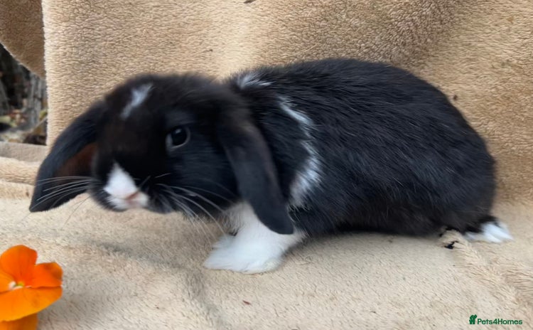 Mini Lop rabbits - Advert 13