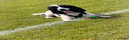 Cocker Spaniel dogs for sale: 11month Show Cocker Spaniel Female - Elsie  - Advert 4