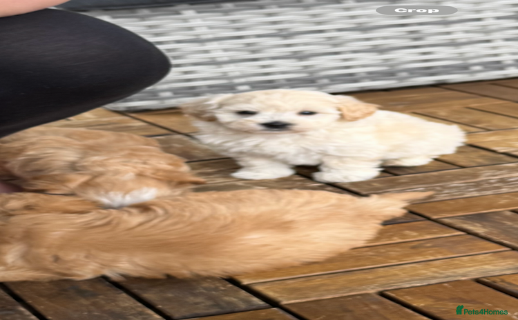 Maltipoo dogs - Advert 7