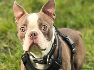Boston Terrier dogs KC Registered Lilac Male Boston Terrier-11Months - Advert 5