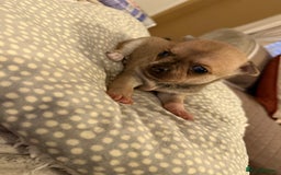 Chihuahua dogs for sale: Brother and sister Chihuahua - Advert 4