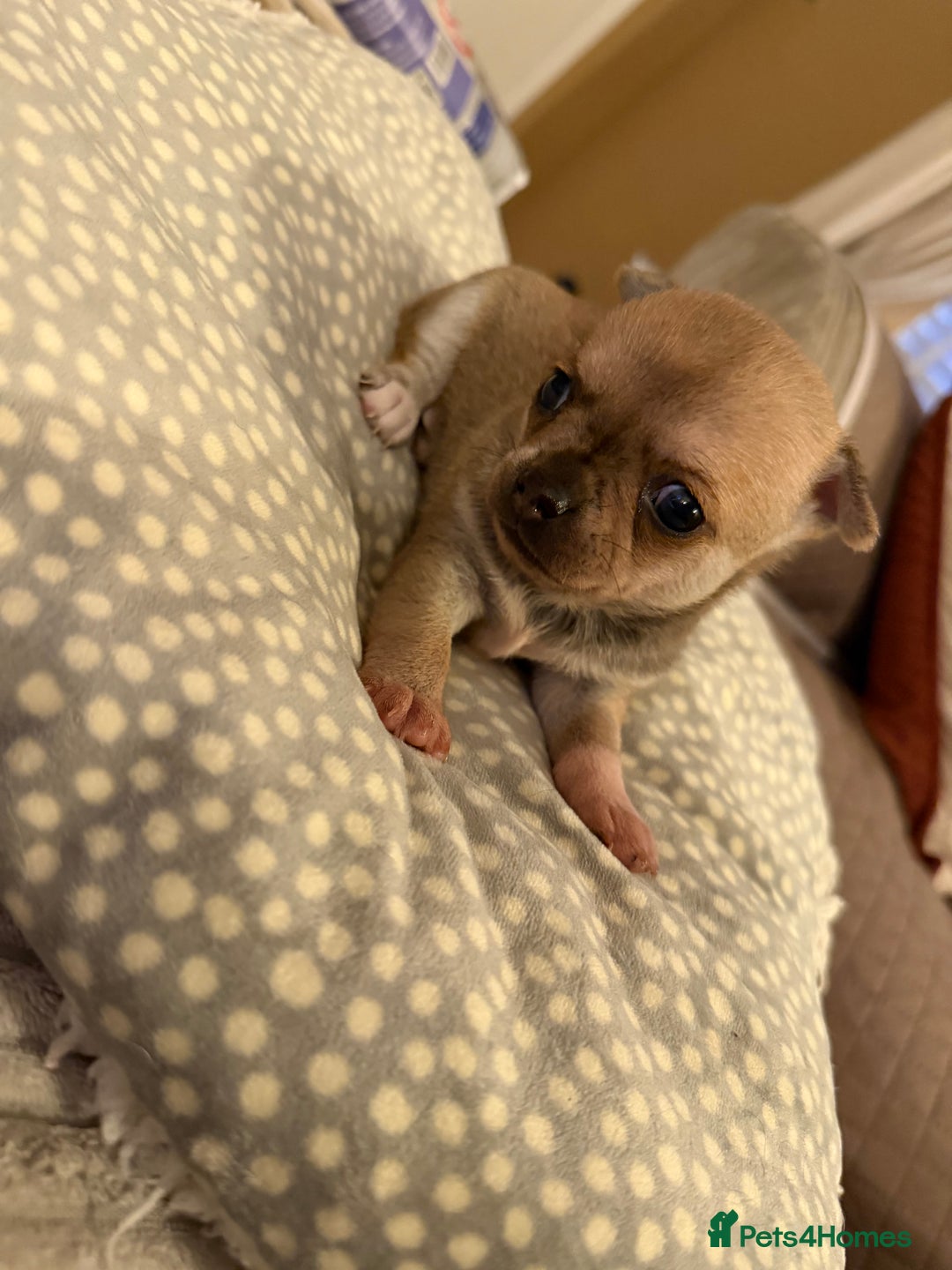 Chihuahua dogs for sale: Brother and sister Chihuahua - Advert 4