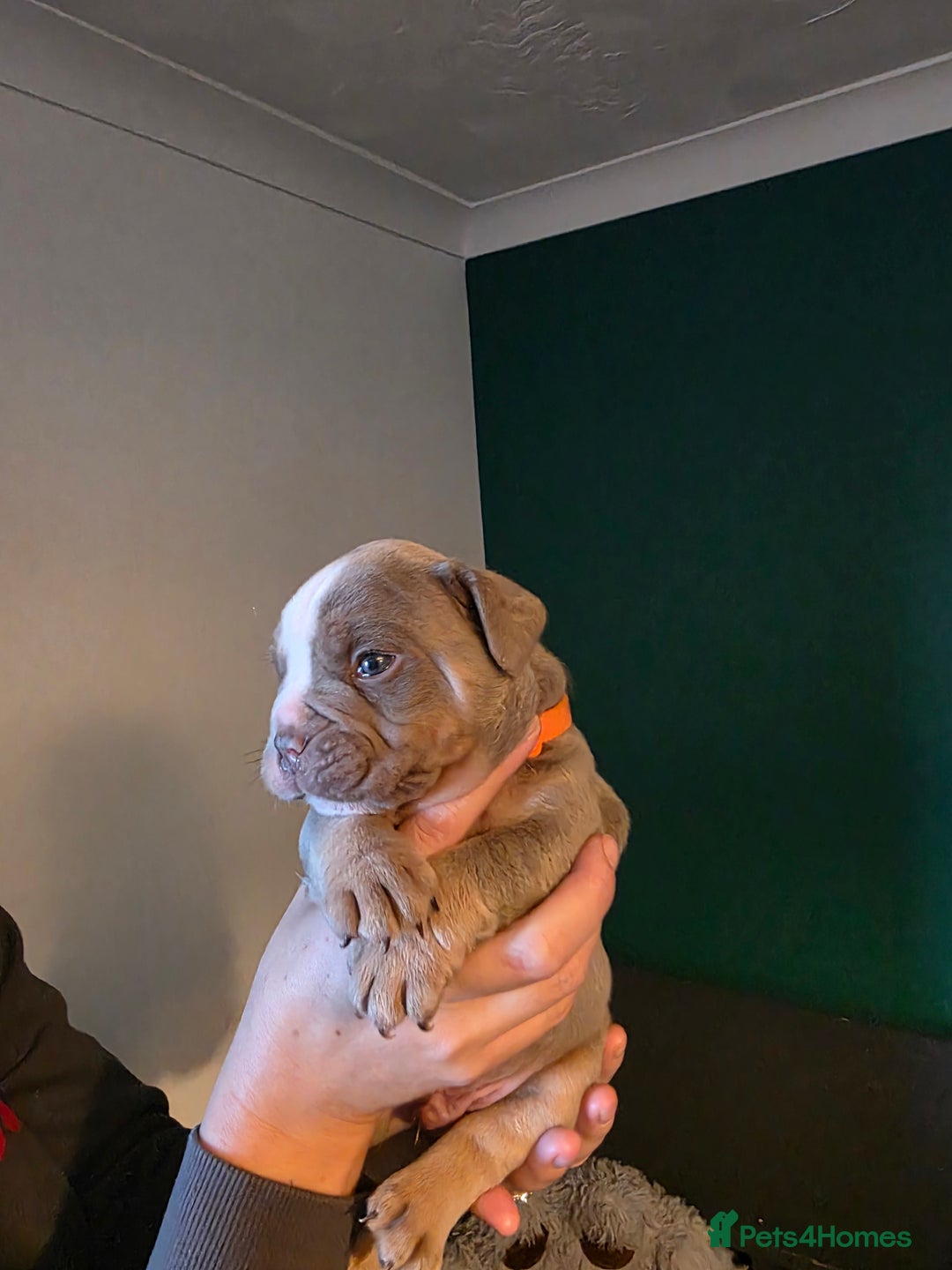 Olde English Bulldogge dogs for sale: Beautiful olde english Bulldogge pups  - Advert 19