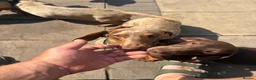 Miniature Dachshund dogs for stud: Chocolate dapple cream carrier  - Advert 2