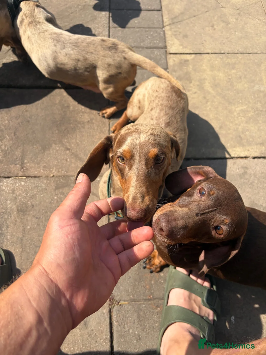 Miniature Dachshund dogs for stud: Chocolate dapple cream carrier  - Advert 2