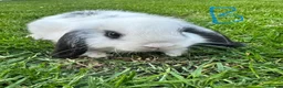 Mini Lop rabbits for sale: Mini Lop Rabbits For Sale  - Advert 23