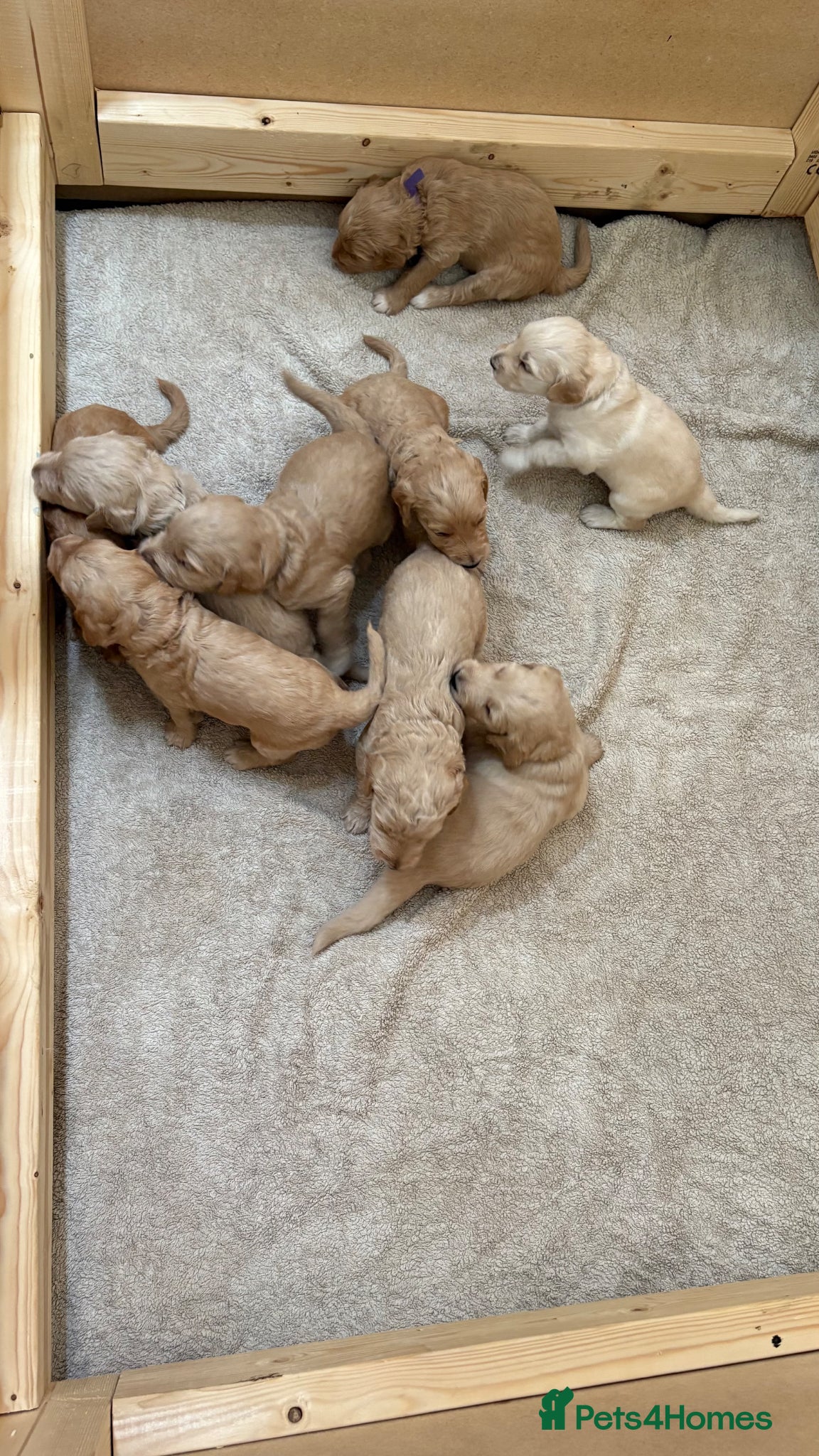Goldendoodle dogs for sale: Golden doodle puppies from a loving home - Advert 13